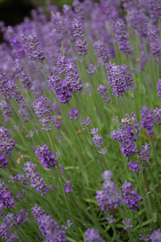 Lavandula 'Skylark'