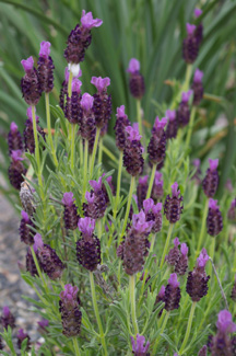 Lavandula stoechas 'Portuguese Giant'