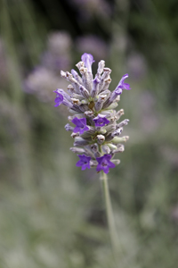 Lavandula 'Jennifer'