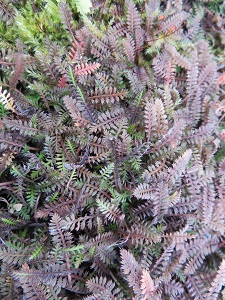 Leptinella squalida