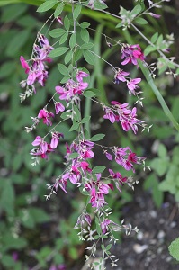 Lespedeza thunbergii