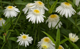 Leucanthemum 'Thomas Killen' ('T.E. Killen')