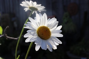 Leucanthemum x superbum 'Becky'