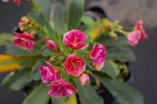 Lewisia cotyledon 'Praline'