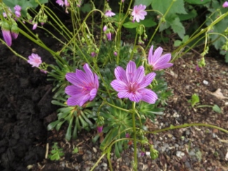 Lewisia edithae 'Edith English'