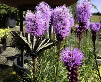 Liatris spicata