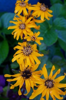 Ligularia dentata 'Othello'