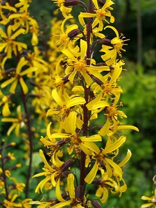 Ligularia przewalskii