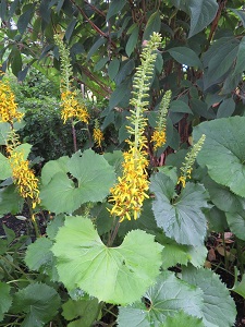 Ligularia  stenocephala 'The Rocket'