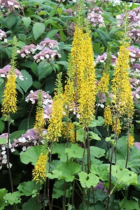 Ligularia wilsoniana