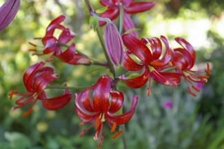 Lilium martagon 'Claude Shride'