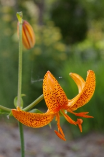 Lilium martagon 'Nepera'