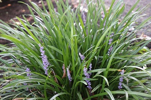 Liriope muscari 'Big Blue'