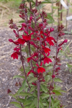 Lobelia 'Firewalker'