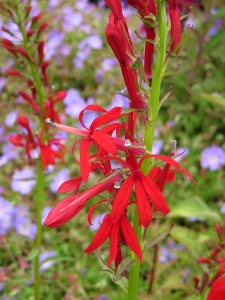 Lobelia cardinalis