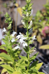 Lobelia siphilitica f. albiflora