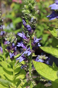 Lobelia syphilitica