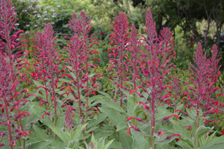 Lobelia tupa