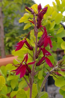 Lobelia x speciosa 'Fan Tiefrot'