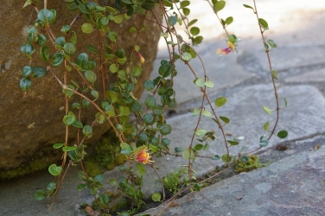 Lonicera crassifolia
