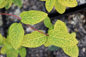 Lonicera japonica 'Aureo-reticulata'