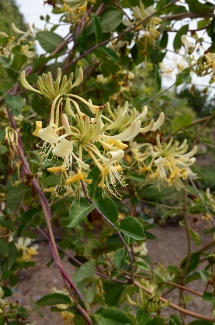 Lonicera periclymenum 'Graham Thomas'