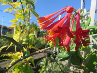 Lonicera sempervirens 'Blanche Sandman'