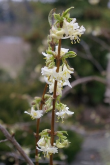 Lonicera standishii