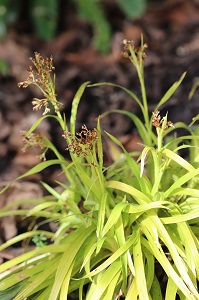 Luzula sylvatica 'Aurea'