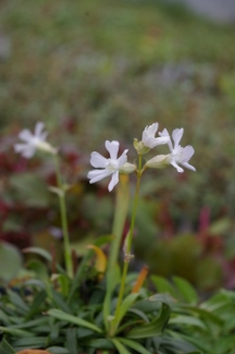 Lychnis alpina 'Alba'