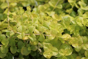 Lysimachia nummularia 'Aurea'