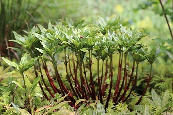 Lysimachia paridiformis var. stenophylla