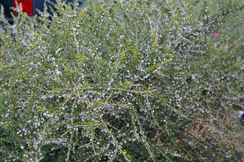 Melicytus alpina