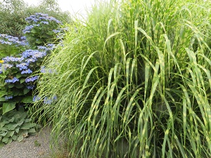 Miscanthus sinensis 'Gold Breeze' PP22311