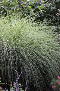 Miscanthus sinensis 'Morning Light'