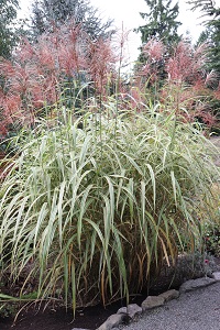 Miscanthus sinensis var. condensatus 'Cosmopolitan'