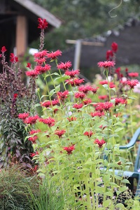 Monarda 'Gardenview Scarlet'