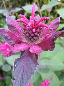 Monarda 'Mahogany'