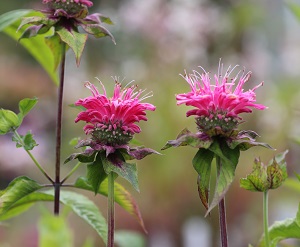 Monarda 'Marshall's Delight'