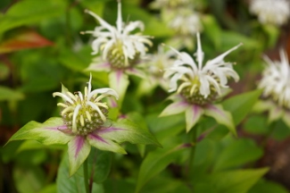 Monarda austroappalachiana