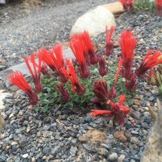 Monardella macrantha 'Marian Sampson'