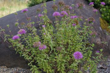 Monardella villosa x purpurea