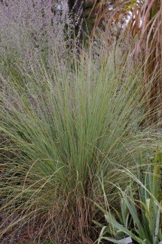 Muhlenbergia lindheimeri