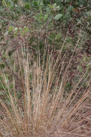 Muhlenbergia revechonii
