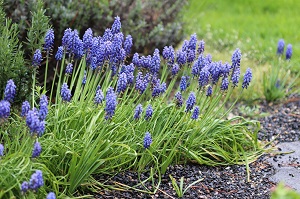 Muscari armeniacum