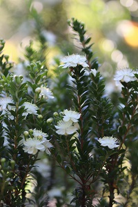 Myrtus communis