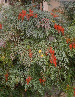 Nandina domestica