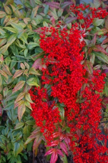 Nandina domestica 'Joy Creek Select'