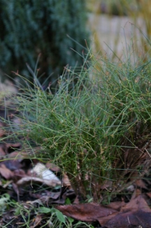 Nandina domestica 'Tsukumo'