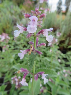 Nepeta 'Pink Pixie'